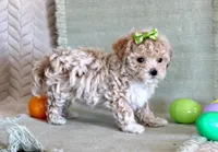 Daisy, a female Maltipoo for sale in Chatham, VA – Photo 2 of 3