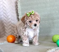 Daisy, a female Maltipoo for sale in Chatham, VA – Photo 3 of 3