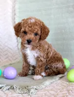 Oscar, a male Poodle - Toy  for sale in Chatham, VA – Photo 1 of 3