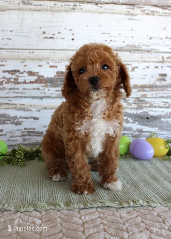 Oscar – Poodle - Toy  puppy for sale in Chatham, VA