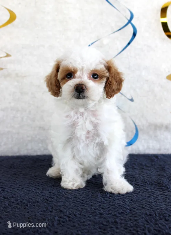 Poppy – Poodle - Toy  puppy for sale in Chatham, VA