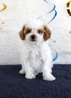 Poppy, a female Poodle - Toy  for sale in Chatham, VA – 1 of 4