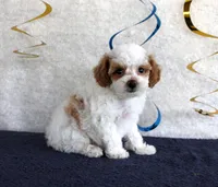 Poppy, a female Poodle - Toy  for sale in Chatham, VA – 4 of 4