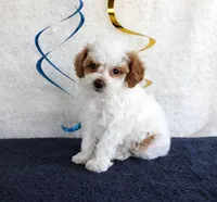 Poppy, a female Poodle - Toy  for sale in Chatham, VA – 2 of 4