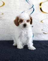 Poppy, a female Poodle - Toy  for sale in Chatham, VA – 3 of 4