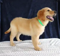 Heather, a female Golden Retriever for sale in Chatham, VA – 2 of 10