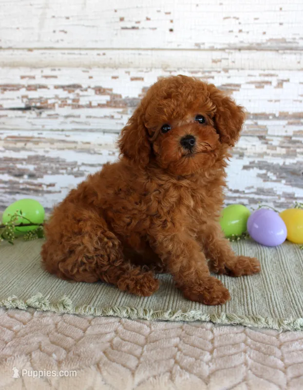 Hope – Poodle - Toy  puppy for sale in Chatham, VA