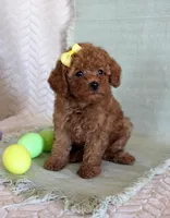 Hope, a female Poodle - Toy  for sale in Chatham, VA – Photo 3 of 3