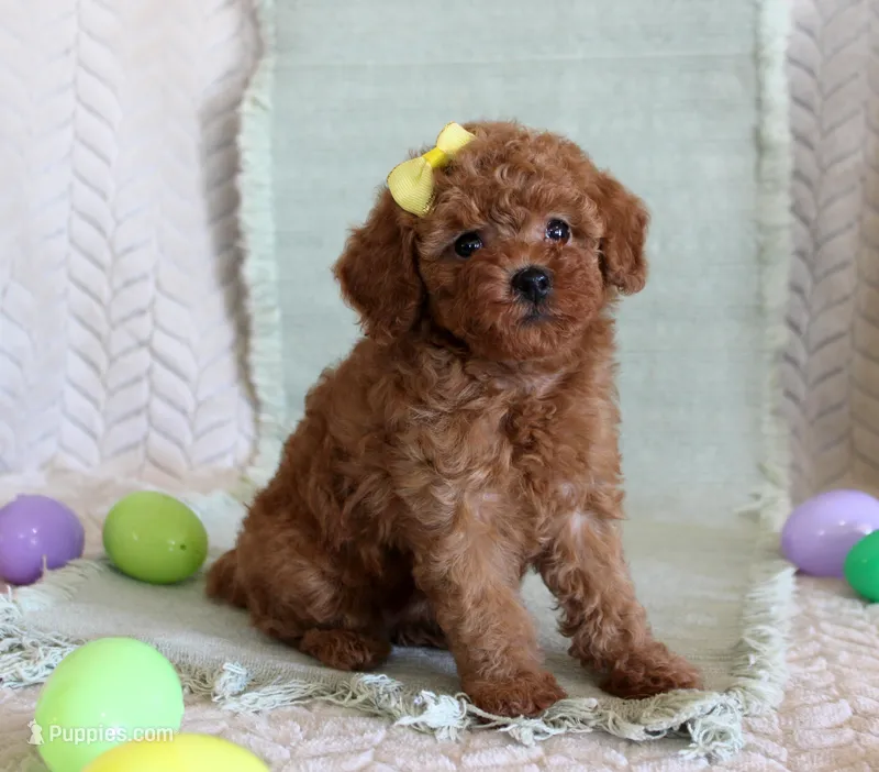 Hope – Poodle - Toy  puppy for sale in Chatham, VA