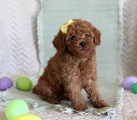 Hope, a female Poodle - Toy  for sale in Chatham, VA – Photo 1 of 3
