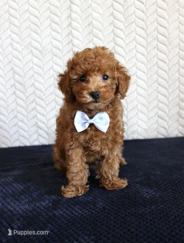 Ryder – Poodle - Toy  puppy for sale in Chatham, VA