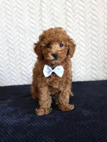 Ryder, a male Poodle - Toy  for sale in Chatham, VA – 7 of 9