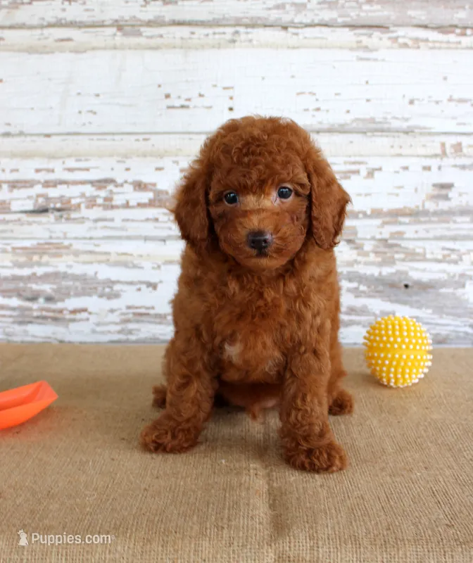 Flame – Poodle - Miniature  puppy for sale in Chatham, VA