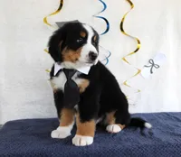 Marshall, a male Bernese Mountain Dog for sale in Chatham, VA – 5 of 10