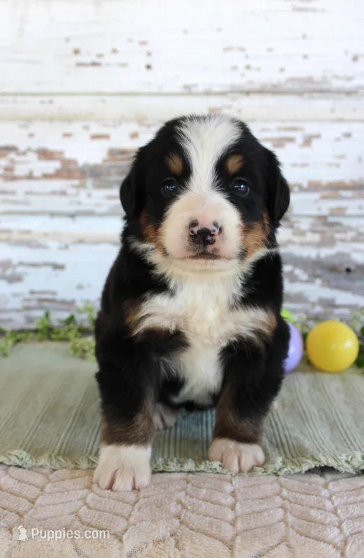 Marshall – Bernese Mountain Dog puppy for sale in Chatham, VA