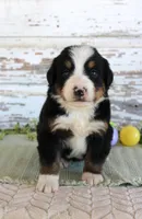 Marshall, a male Bernese Mountain Dog for sale in Chatham, VA – Photo 1 of 3