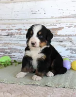 Marshall, a male Bernese Mountain Dog for sale in Chatham, VA – Photo 2 of 3