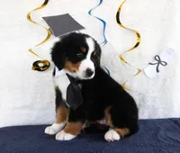 Marshall, a male Bernese Mountain Dog for sale in Chatham, VA – 3 of 10