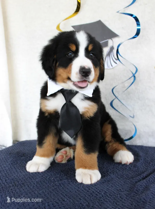 Marshall – Bernese Mountain Dog puppy for sale in Chatham, VA