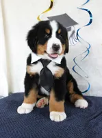 Marshall, a male Bernese Mountain Dog for sale in Chatham, VA – 1 of 10