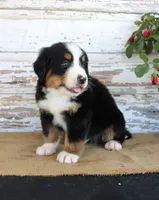 Marshall, a male Bernese Mountain Dog for sale in Chatham, VA – 7 of 10