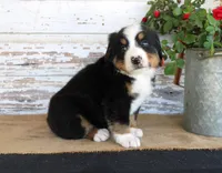 Marshall, a male Bernese Mountain Dog for sale in Chatham, VA – 8 of 10