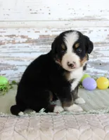 Marshall, a male Bernese Mountain Dog for sale in Chatham, VA – Photo 3 of 3