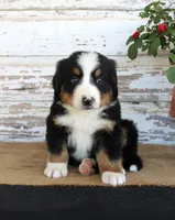 Marshall, a male Bernese Mountain Dog for sale in Chatham, VA – 9 of 10