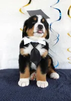 Marshall, a male Bernese Mountain Dog for sale in Chatham, VA – 4 of 10