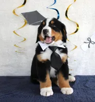 Marshall, a male Bernese Mountain Dog for sale in Chatham, VA – 2 of 10