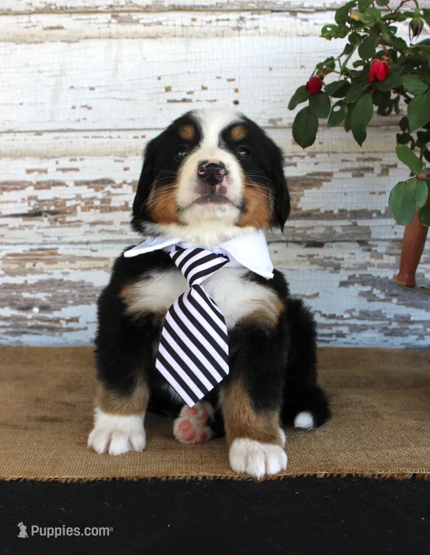 Marshall – Bernese Mountain Dog puppy for sale in Chatham, VA
