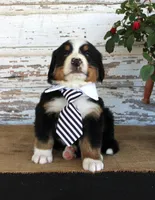Marshall, a male Bernese Mountain Dog for sale in Chatham, VA – 6 of 10