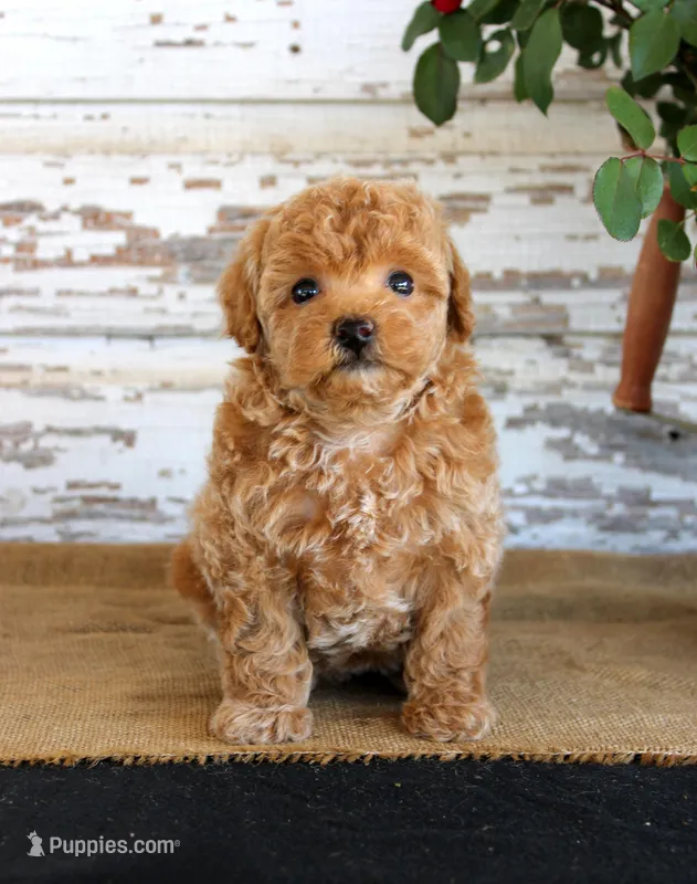 Cookie – Poodle - Miniature  puppy for sale in Chatham, VA
