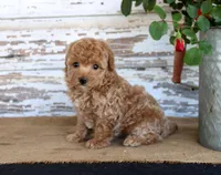 Cookie, a female Poodle - Miniature  for sale in Chatham, VA – Photo 2 of 3