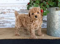 Cookie, a female Poodle - Miniature  for sale in Chatham, VA – Photo 3 of 3