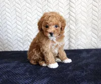 Summer, a female Poodle - Toy  for sale in Chatham, VA – 2 of 4