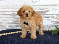 Tyler, a male Poodle - Toy  for sale in Chatham, VA – 3 of 3