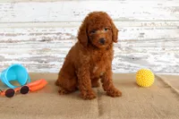 Flame, a male Poodle - Miniature  for sale in Chatham, VA – 2 of 4