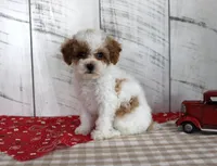 Benny, a male Poodle - Toy  for sale in Chatham, VA – 3 of 4