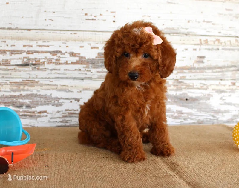 Nicki – Poodle - Miniature  puppy for sale in Chatham, VA