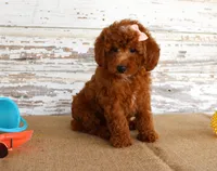 Nicki, a female Poodle - Miniature  for sale in Chatham, VA – 1 of 4