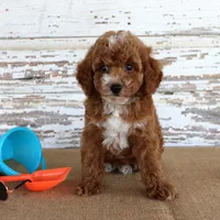 Teddy , a male Poodle - Toy  for sale in Chatham, VA – 1 of 5