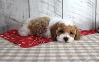 Buster, a male Poodle - Toy  for sale in Chatham, VA – 2 of 6