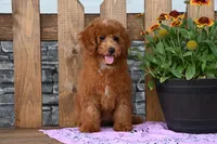 Nicki, a female Poodle - Miniature  for sale in Chatham, VA – 2 of 10