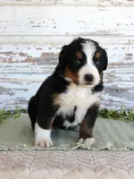 Mystic, a female Bernese Mountain Dog for sale in Chatham, VA – Photo 2 of 4