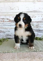 Mystic, a female Bernese Mountain Dog for sale in Chatham, VA – Photo 1 of 4