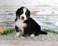Mystic, a female Bernese Mountain Dog for sale in Chatham, VA – Photo 3 of 4