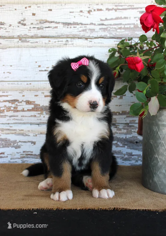 Mystic – Bernese Mountain Dog puppy for sale in Chatham, VA