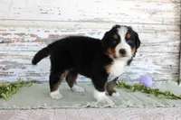 Mystic, a female Bernese Mountain Dog for sale in Chatham, VA – Photo 4 of 4