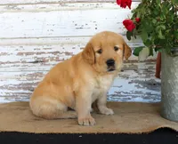 Heather, a female Golden Retriever for sale in Chatham, VA – Photo 3 of 3